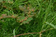 Euphorbia thymifolia
